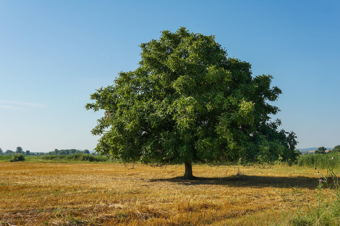 Walnut & The "Noguchi Table"